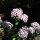 Duizendschoon Sweet William (Dianthus barbatus) zaden