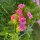 Duizendschoon Sweet William (Dianthus barbatus) zaden