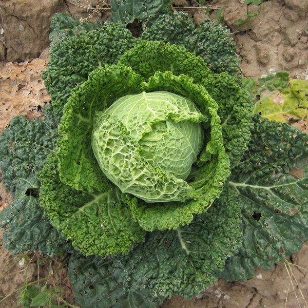 Savooiekool Vertus (Brassica oleracea convar. capitata var. sabauda L.) zaden