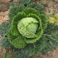 Savooiekool Vertus (Brassica oleracea convar. capitata...