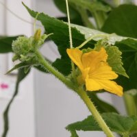 Komkommer Marketmore’ (Cucumis sativus) bio zaden