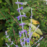 Blauwe wijnruit / Zilverperovskiet  (Perovskia atriplicifolia) zaden