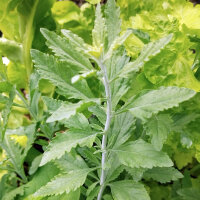 Blauwe wijnruit / Zilverperovskiet  (Perovskia atriplicifolia) zaden