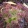 Pluk sla Lollo Rosso (Lactuca sativa var. crispa) zaden