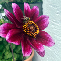 Lage dahlia-mix (Dahlia variabilis)  zaden