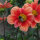 Lage dahlia-mix (Dahlia variabilis)  zaden