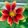 Lage dahlia-mix (Dahlia variabilis)  zaden