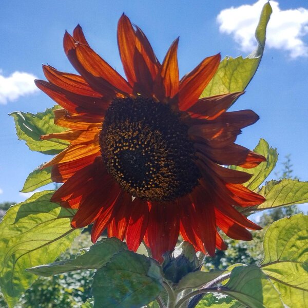 Zonnebloem Autumn Beauty (Helianthus annuus) zaden