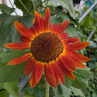 Zonnebloem Autumn Beauty (Helianthus annuus) zaden