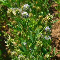 Zevengetijdenklaver (Trigonella caerulea) zaden