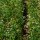 Zevengetijdenklaver (Trigonella caerulea) zaden