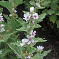 Heemst (Althaea officinalis) zaden