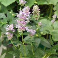 Dropnetel / anijs-dropnetel (Agastache foeniculum) zaden