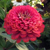 Zinnia Lilliput Mix (Zinnia elegans) zaden