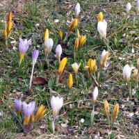 Bonte-krokus (Crocus vernus)