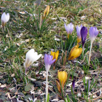 Bonte-krokus (Crocus vernus)