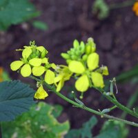 Zwarte mosterd (Brassica nigra) zaden