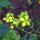 Zwarte mosterd (Brassica nigra) zaden
