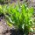 Schorseneren Eenjarige reuzen (Scorzonera hispanica) zaden