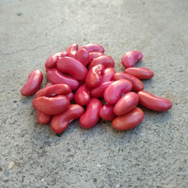 Struikboon Canadian Wonder (Phaseolus vulgaris) bio zaad