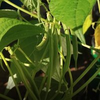 Gewone boon Canadian Wonder (Phaseolus vulgaris) bio zaad
