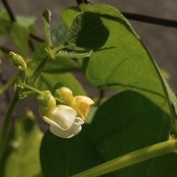 Struikboon Canadian Wonder (Phaseolus vulgaris) bio zaad