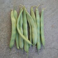 Struikboon Canadian Wonder (Phaseolus vulgaris) bio zaad