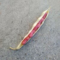 Struikboon Canadian Wonder (Phaseolus vulgaris) bio zaad