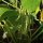 Struikboon Canadian Wonder (Phaseolus vulgaris) bio zaad