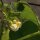 Gewone boon Canadian Wonder (Phaseolus vulgaris) bio zaad