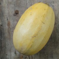 Spaghetti pompoen (Cucurbita pepo) zaden