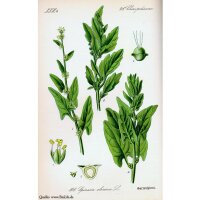 Echte spinazie Matador (Spinacia oleracea) zaden