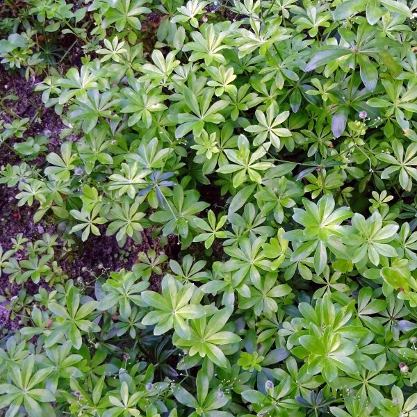 Lievevrouwebedstro (Galium odoratum) zaden