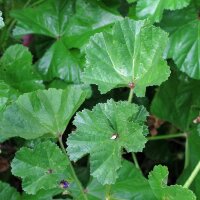 Klein kaasjeskruid (Malva neglecta) bio zaad