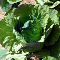 Witte kool Marner Lagerweiß (Brassica oleracea) zaden