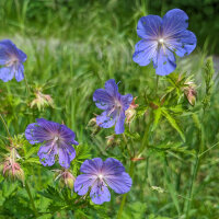 Beemdooiervaarsbek (Geranium pratense) zaden