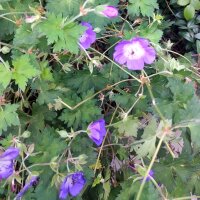 Beemdooiervaarsbek (Geranium pratense) zaden