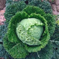 Savooiekool Bonner Advent (Brassica oleracea convar....