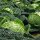 Savooiekool Bonner Advent (Brassica oleracea convar. capitata var. sabauda L.) zaden