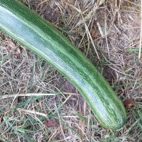 Courgette Cocozelle di Tripolis (Cucurbita pepo) zaden