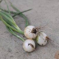 Parijse zilverui  Blanc de Paris (Allium cepa) zaden