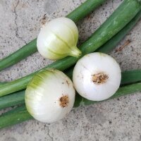 Parijse zilverui  Blanc de Paris (Allium cepa) zaden