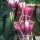 Rode lente-ui (Allium fistulosum) zaden