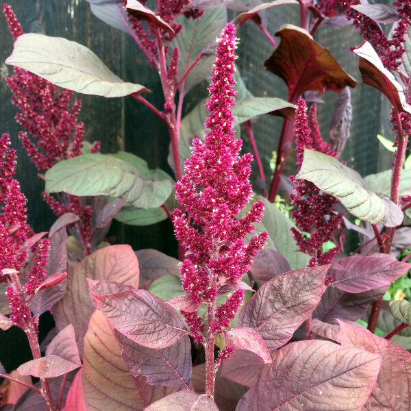 Rode Meier (Amaranthus lividus) zaden