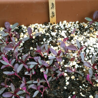 Rode Meier (Amaranthus lividus) zaden