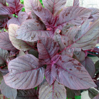 Rode Meier (Amaranthus lividus) zaden