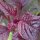 Rode Meier (Amaranthus lividus) zaden