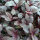 Rode Meier (Amaranthus lividus) zaden