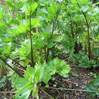 Wilde selderij (Apium graveolens) zaden