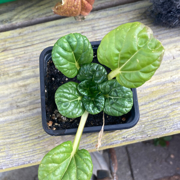 Tatsoi (Brassica narinosa) zaden